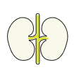 Kidneys icon